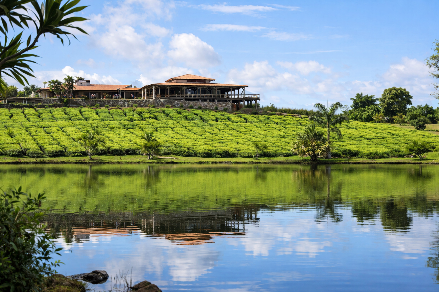 A Journey Through Tropical Tea Flavours